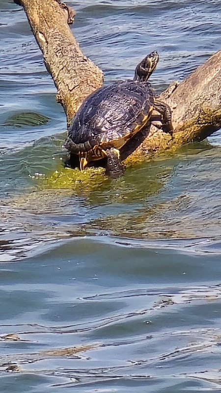 Turtle Tree - Image 1