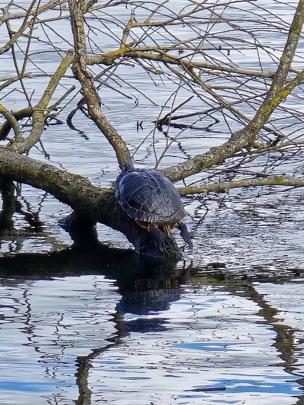 Turtle Tree - Image 2