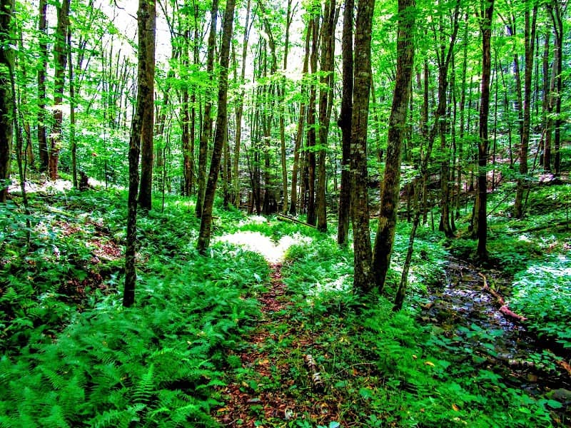 Laurel Fork North Wilderness - Image 3