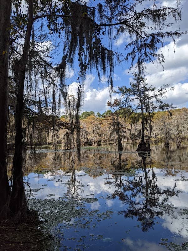 Caddo Lake - Image 3