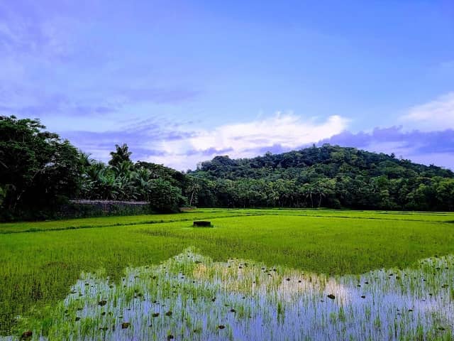 Paddy field road kannanur - Image 2