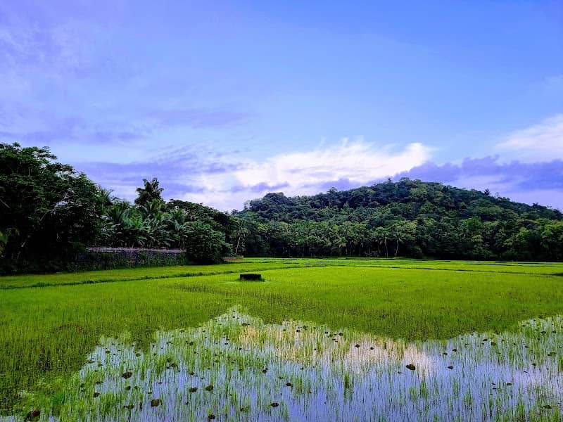 Paddy field road kannanur - Image 2