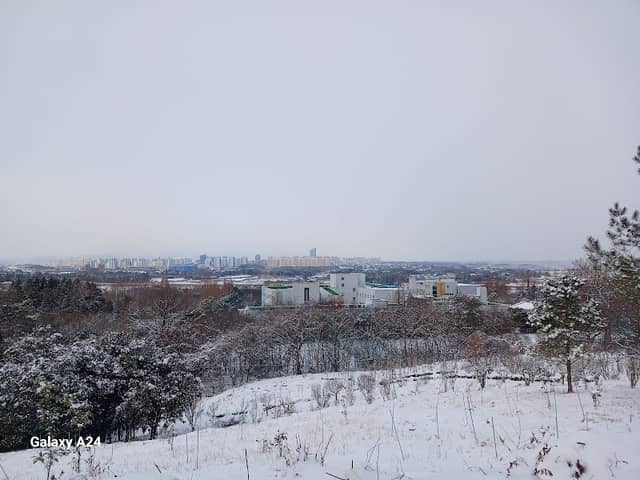 메타세쿼이아 - Image 1