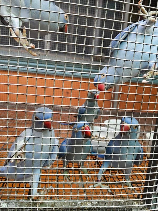 JBCC AVIARY - Image 2