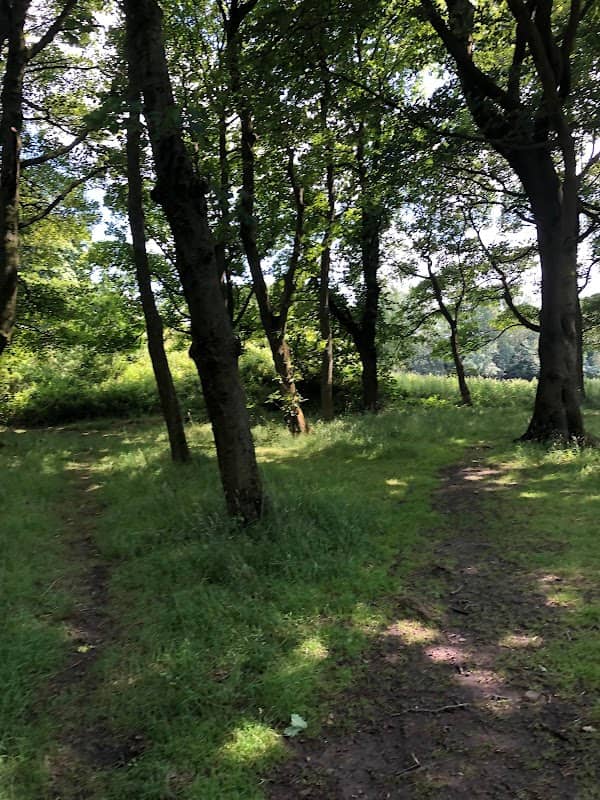 Tipping Hill Wood - Image 2