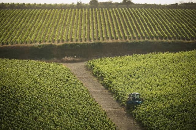 Tolaini Wine and Tour - Image 1