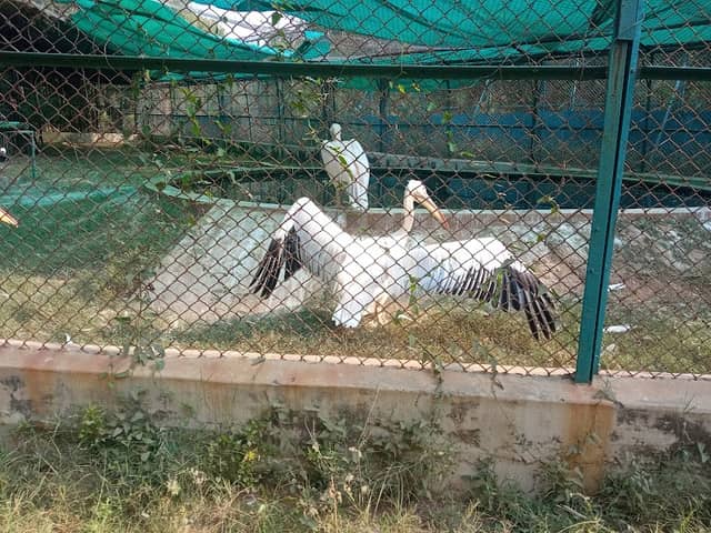 Bird Cage - Image 1