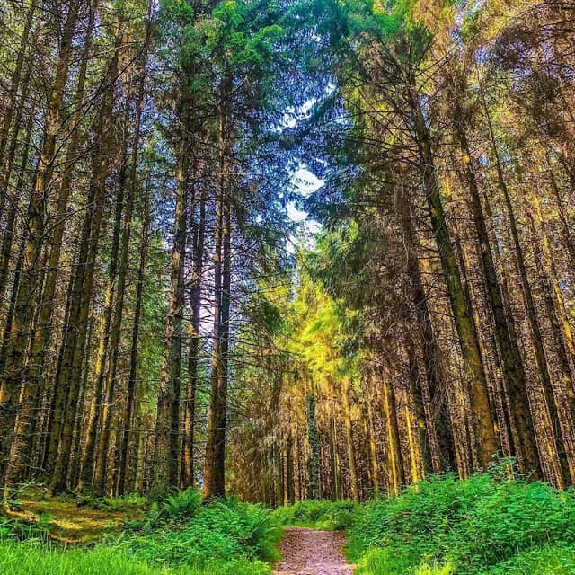 Glending Forest - Image 1