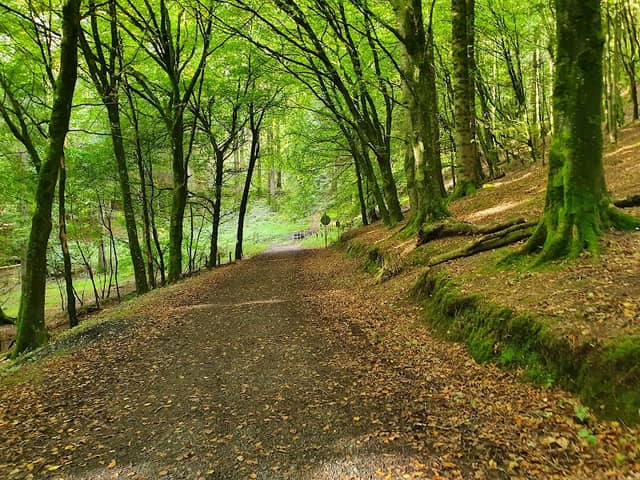 Glending Forest - Image 2