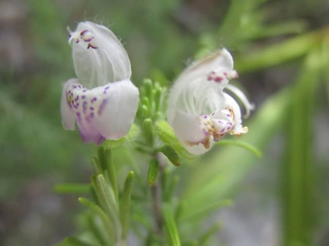 Lake Wales Ridge Wildlife and Environmental Area, Silver Lake Tract - Image 2