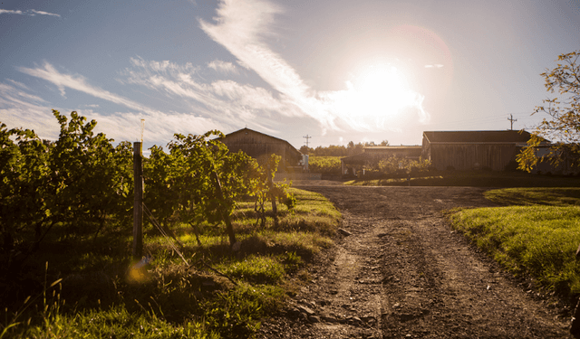 McGregor Vineyard - Image 1