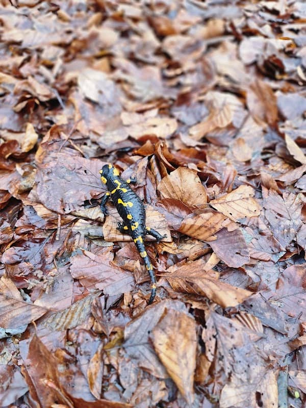 Stará Spišská cesta - Image 1