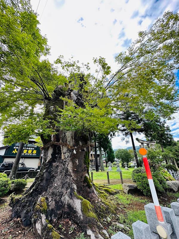 山神社の槻 - Image 1