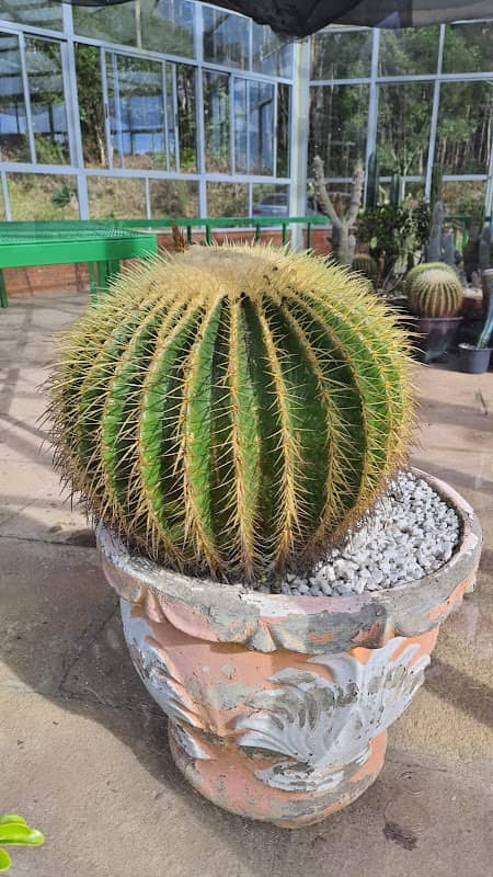 Cactário Jardim botânico - Image 1