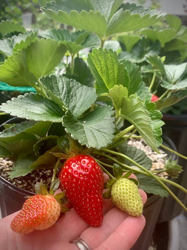 Towers Farms - Image 1