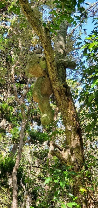 Broadwater Koala Reserve - Image 1