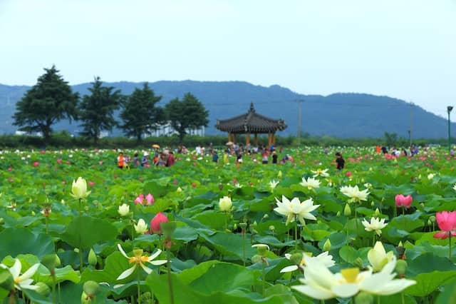 경주연꽃단지 - Image 1