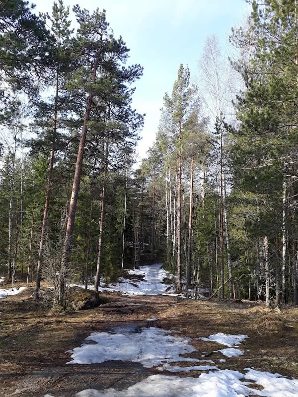 Närhi 1 - Image 2