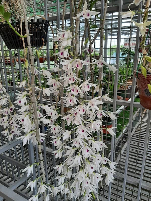Vườn lan Vàng Mai - Image 1