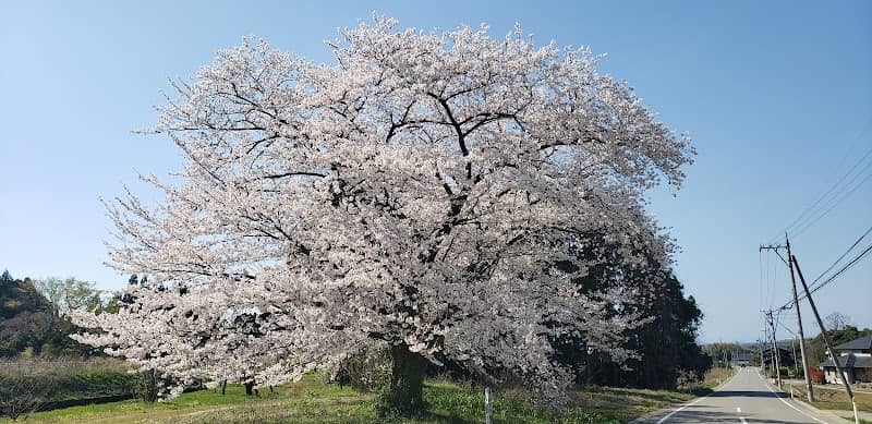 明治百年記念桜 - Image 1