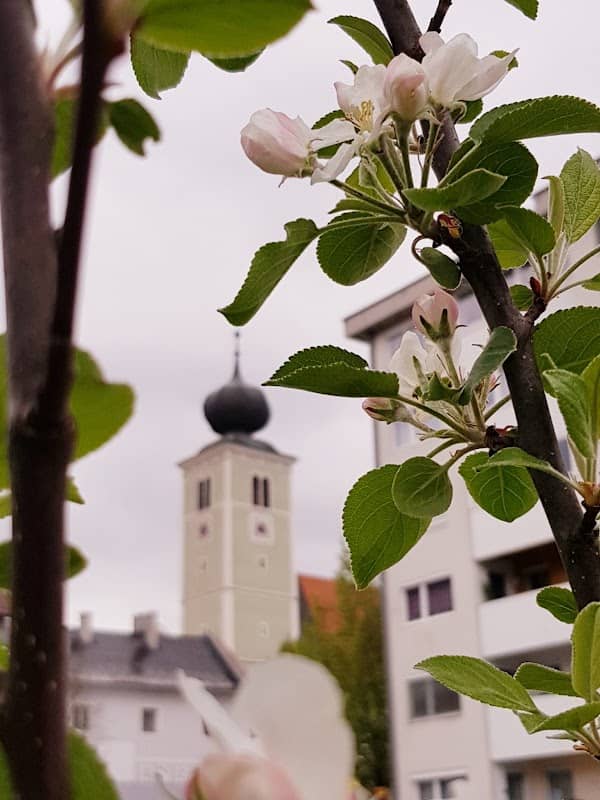 Friedensbaum Liezen - Image 1