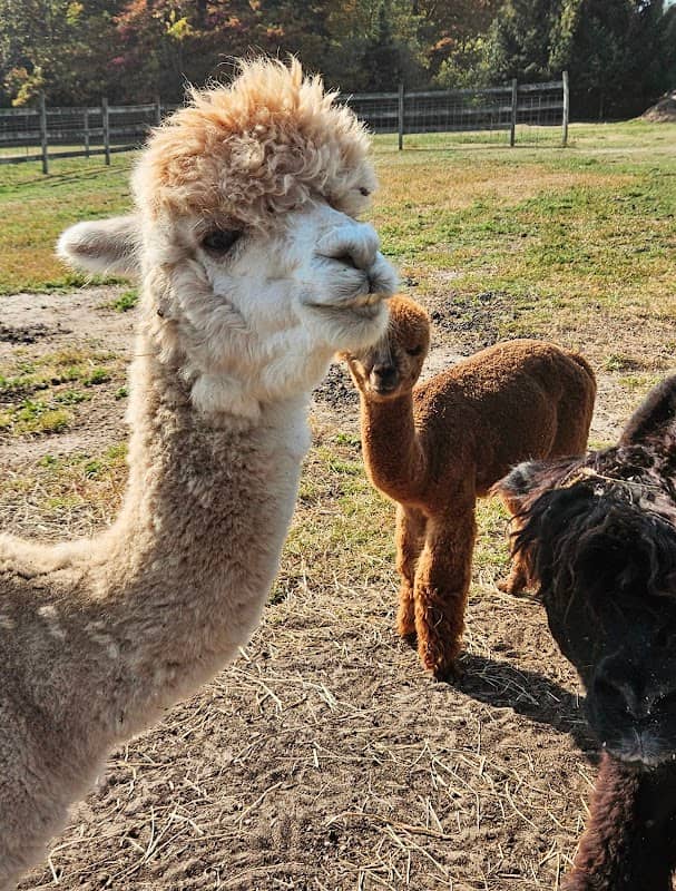 Blendon Pines Alpaca Ranch (visits by appointment) - Image 2