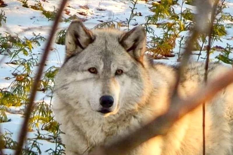 Wolf Mountain Nature Center - Image 1