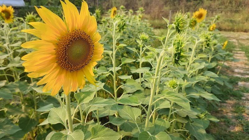 Thanyathip Garden (สวนธัญทิพย์ จำหน่ายต้นไม้) - Image 1