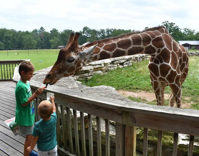 Timbavati Wildlife Park - Image 2