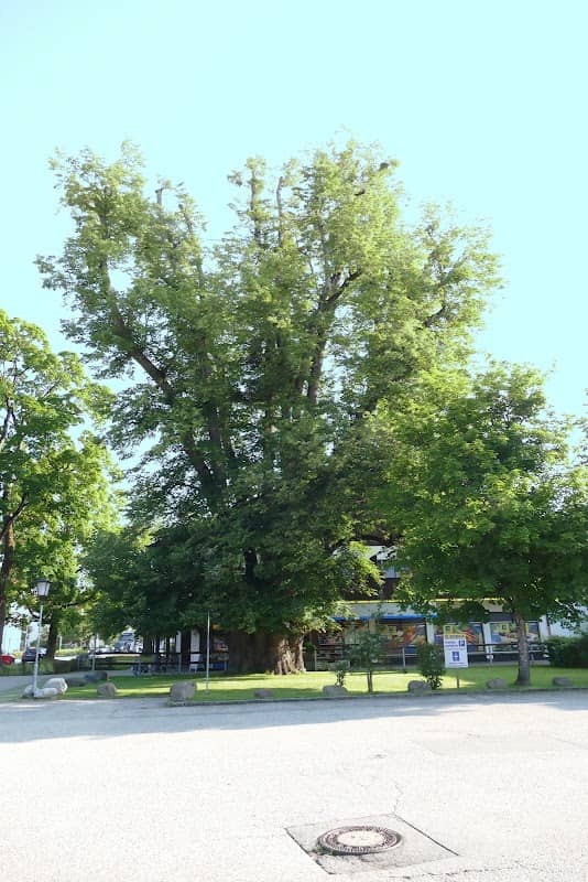 Siebenstämmige Sommerlinde - Image 1