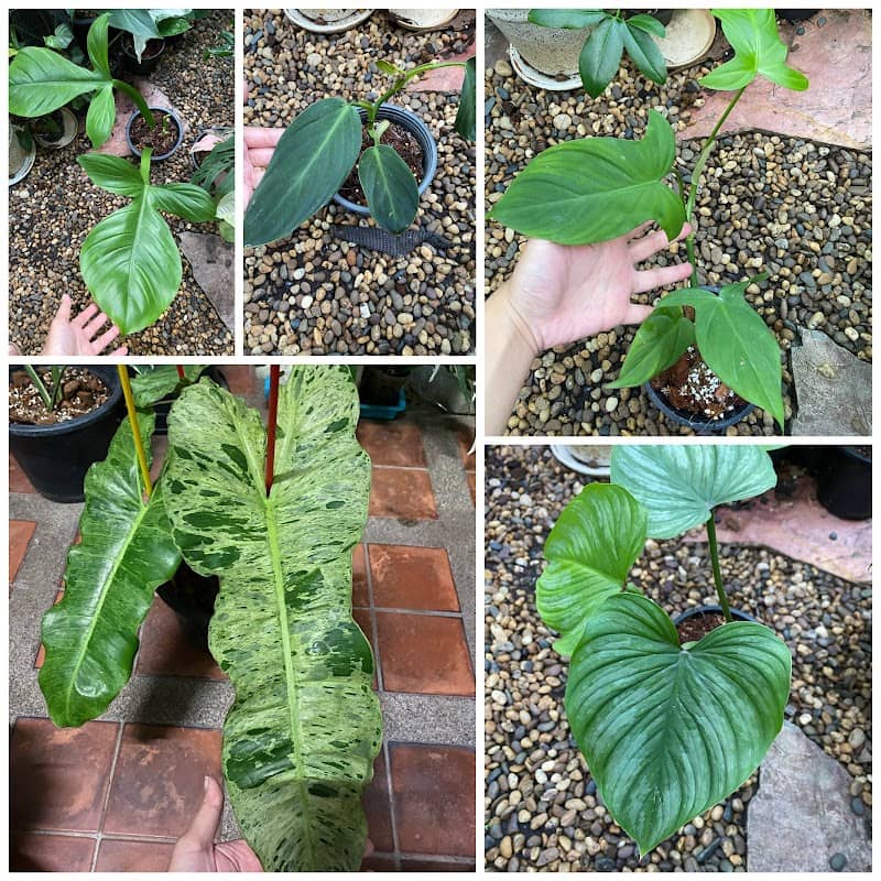 House of plants - Image 1