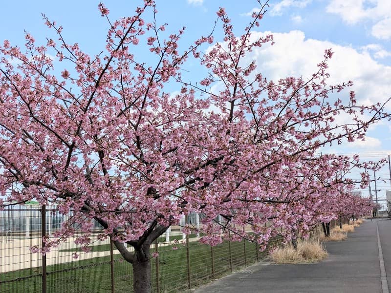日立港都市再開発用地の桜 - Image 1