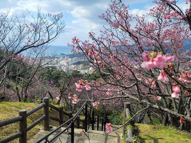 Nago Castle Park Cherry Blossom Site - Image 2