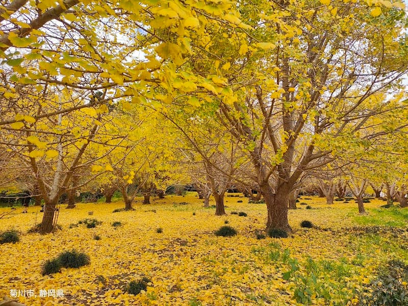 Ginkgo Park Kikugawa - Image 1