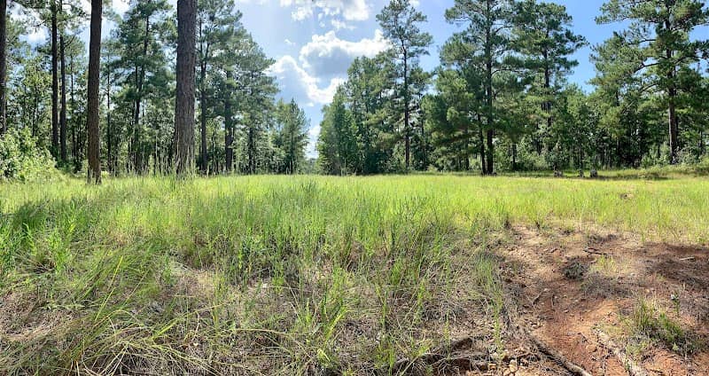 Fort Polk Wildlife Management Area - Image 2