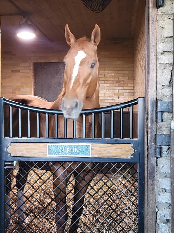 Hill N Dale Stallion Barn - Image 2