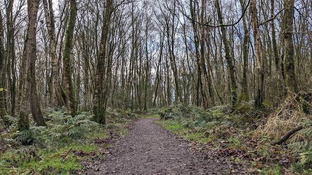 Watchtree Nature Reserve - Image 1