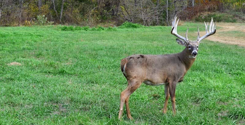 Genesis Whitetails - Image 1