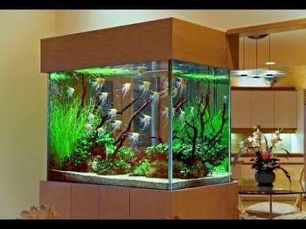 Ak Success Aquarium - Image 1