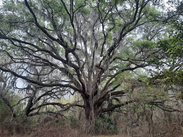 Halapata Tastanaki Preserve - Image 1