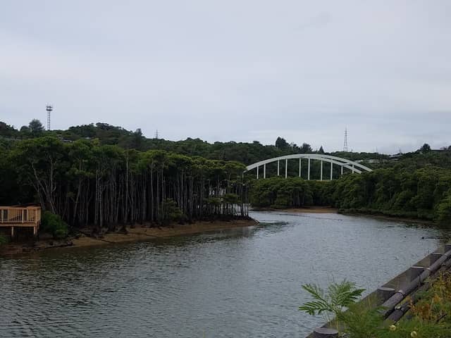 Okukubi River Mangroves - Image 1
