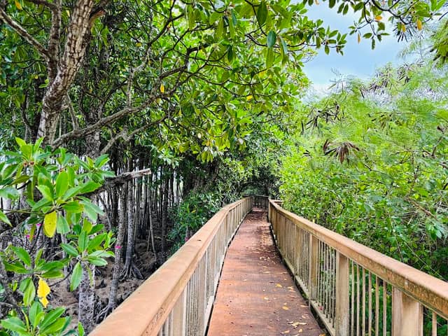 Okukubi River Mangroves - Image 2