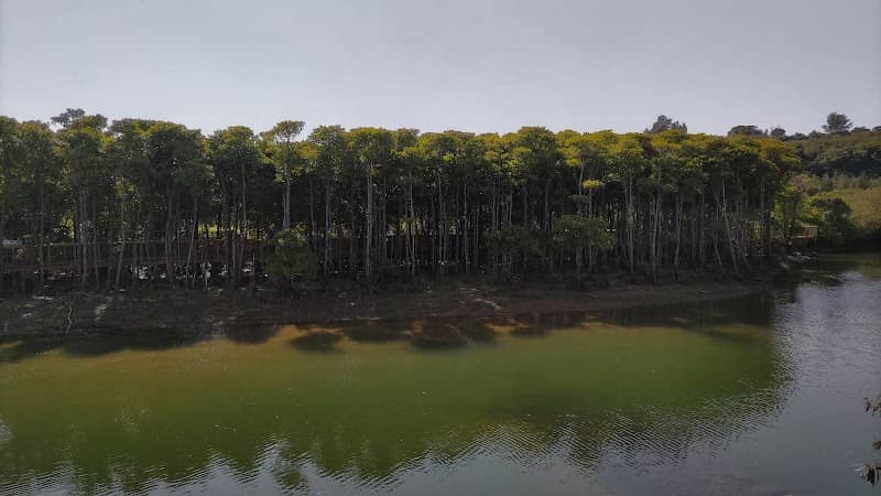 Okukubi River Mangroves - Image 3