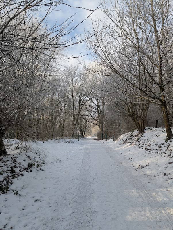 St Berteline's Wood - Image 1