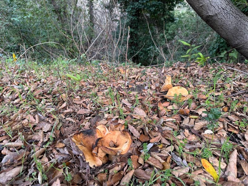 Lafayette/Moraga Regional Trail Parking - Image 2