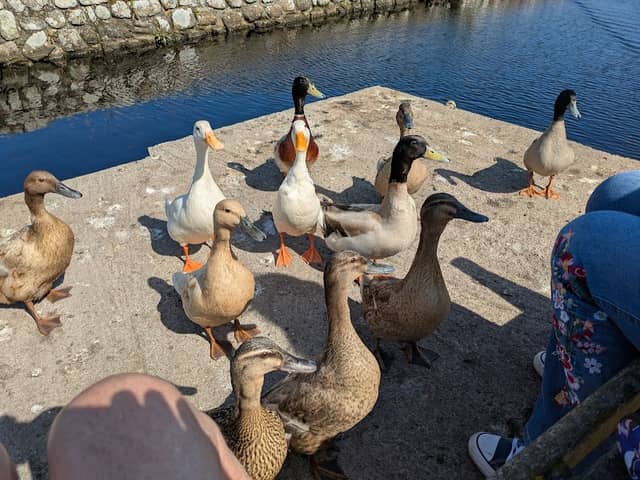 Porthloo Pond - Image 2