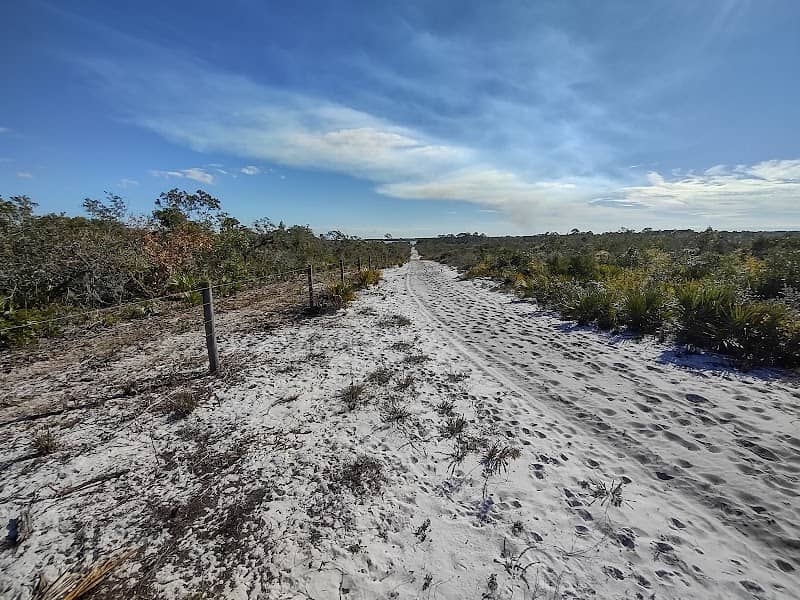 Lake Wales Ridge Wildlife and Environmental Area - Lake Placid Scrub - Image 1