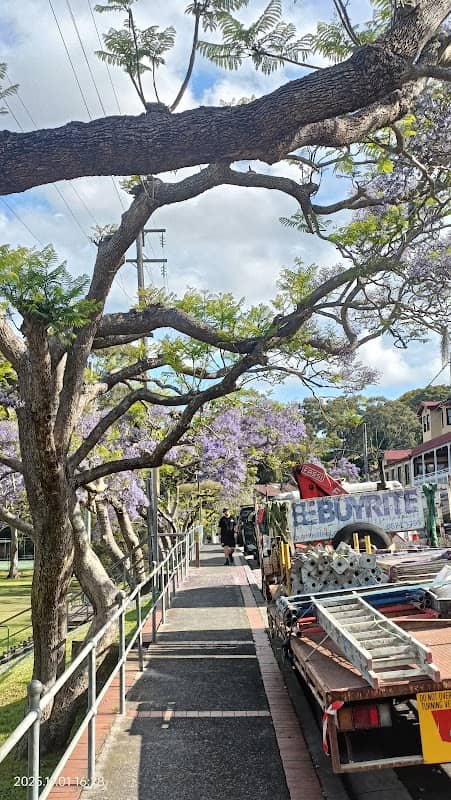 Cremona Road Jacarandas - Image 2