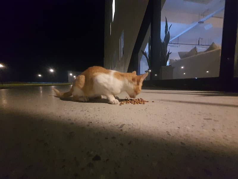 Elsi the LCIC cat - Image 1