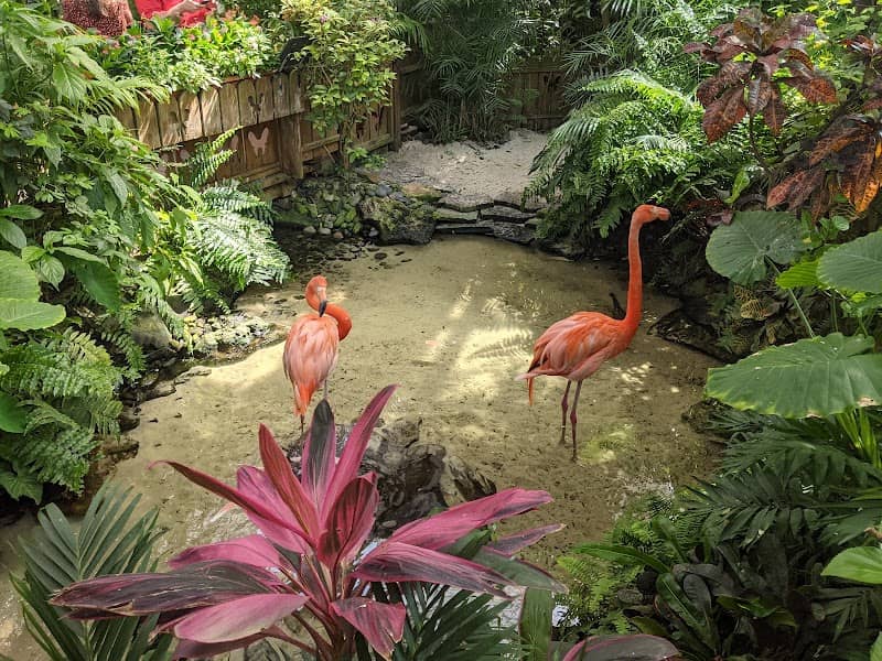 The Key West Butterfly and Nature Conservatory - Image 2